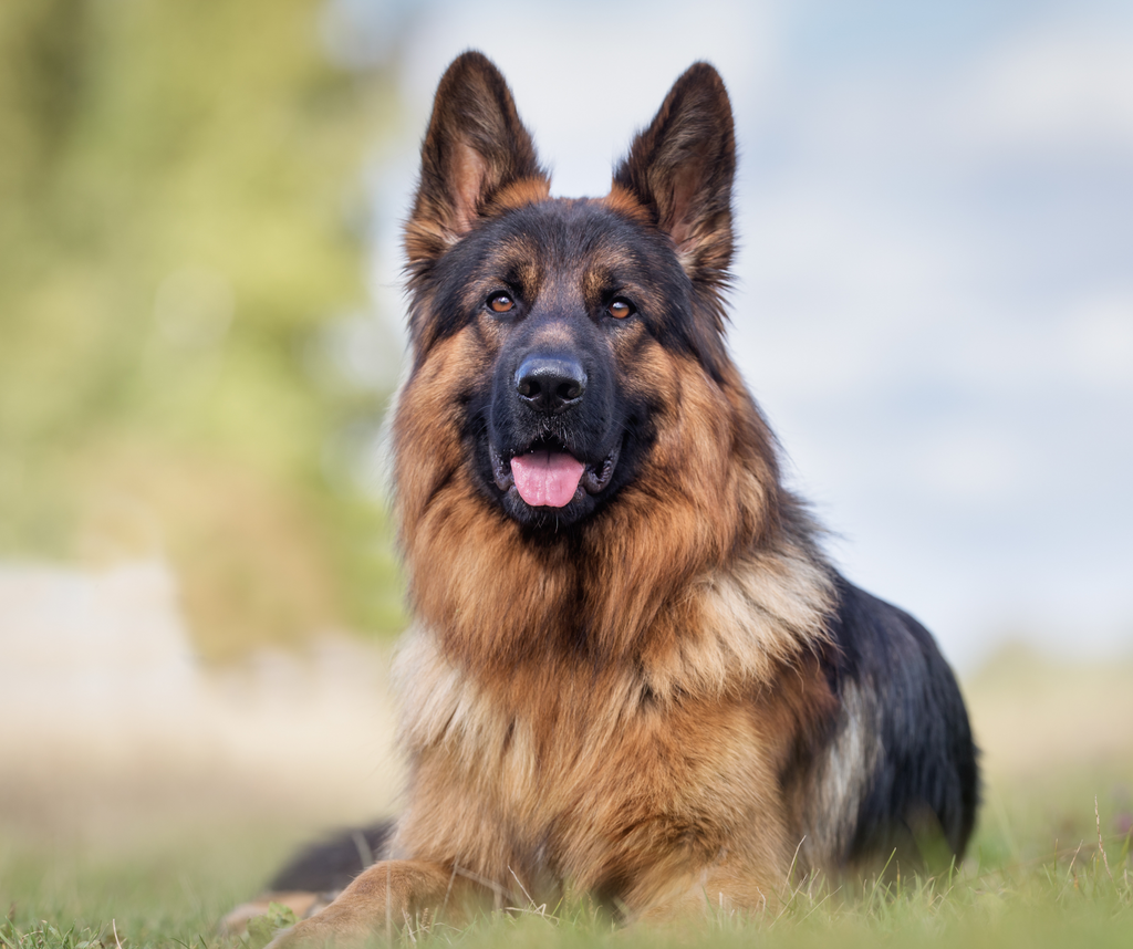 are german shepherds good in apartments