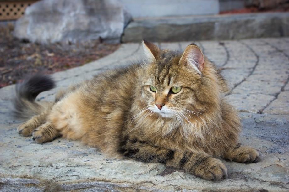 hypoallergenic cats with fur