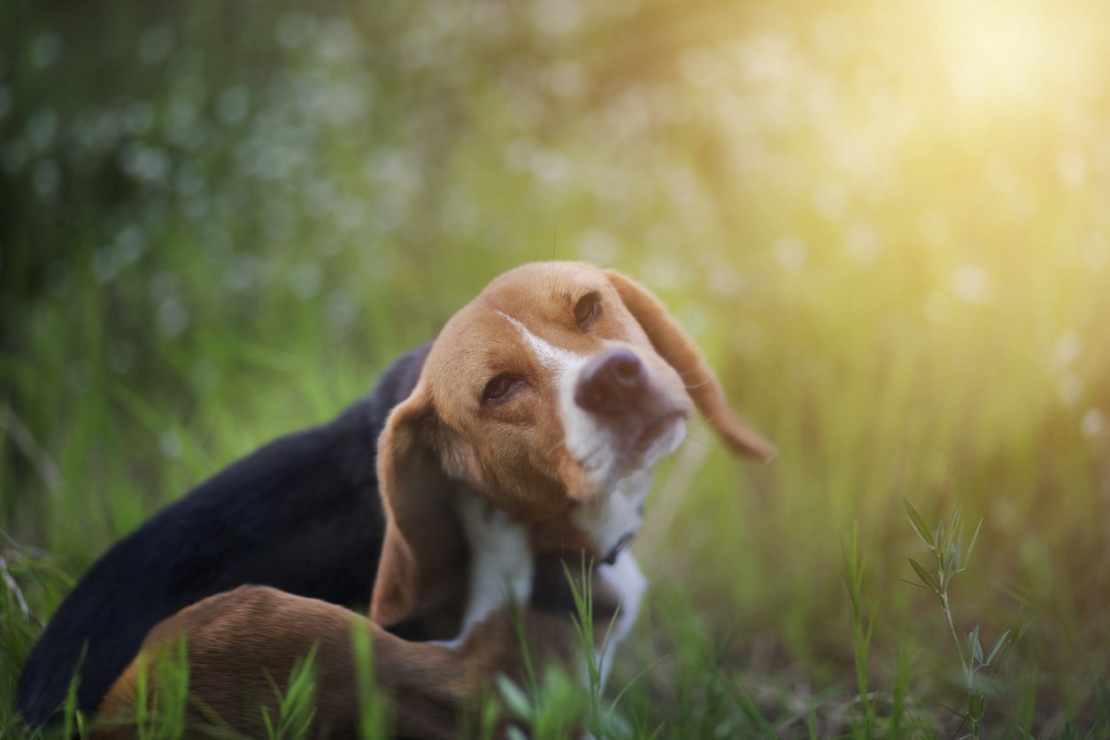 Puppy itching best sale and biting itself