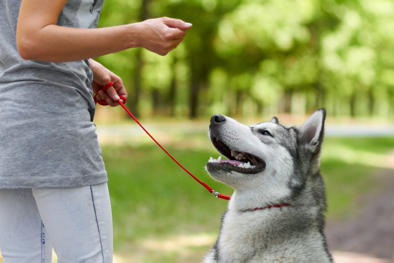 Petsmart best sale dog clicker