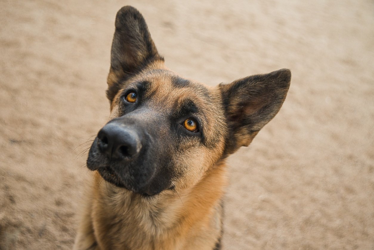 Long nosed german store shepherd